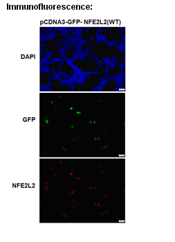 Anti-NFE2L2 Mouse Monoclonal Antibody