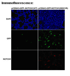 Anti NOTCH1 (M2011R) Mouse Monoclonal Antibody点突变抗体