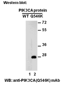 Anti-PIK3CA (Q546K) Mouse Monoclonal Antibody