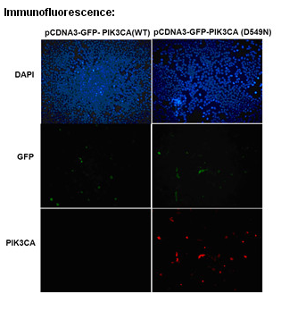Anti-PIK3CA (D549N) Mouse Monoclonal Antibody