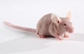 人类疾病小鼠模型