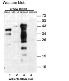Anti-BRCA2(2213-2543) Mouse Monoclonal Antibody点突变抗体
