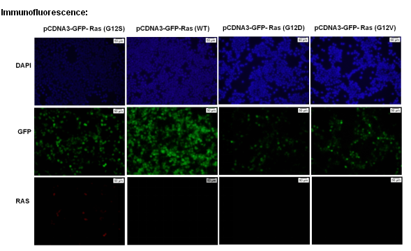 Anti-RAS (G12S) Mouse Monoclonal Antibody点突变抗体