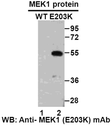  Anti-MEK1 (E203K) Mouse Monoclonal Antibody点突变抗体