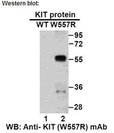 Anti-KIT (W557R) Mouse Monoclonal Antibody点突变抗体