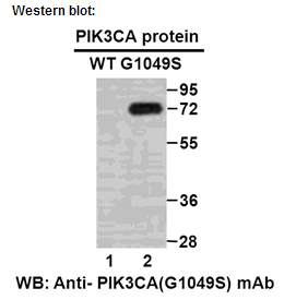 Anti-PIK3CA (G1049S) Mouse Monoclonal Antibody点突变抗体