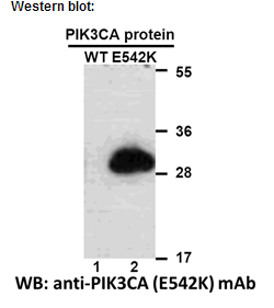 Anti-PIK3CA (E542K) Mouse Monoclonal Antibody点突变抗体