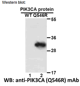 Anti-PIK3CA (Q546R) Mouse Monoclonal Antibody点突变抗体