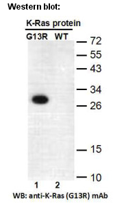 Anti-RAS (G13R) Mouse Monoclonal Antibody点突变抗体