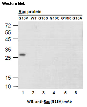 Anti-RAS (G13V) Mouse Monoclonal Antibody点突变抗体