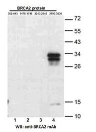 Anti-BRCA2(2793-3030) Mouse Monoclonal Antibody点突变抗体