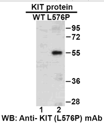  Anti-KIT (L576P) Mouse Monoclonal Antibody点突变抗体