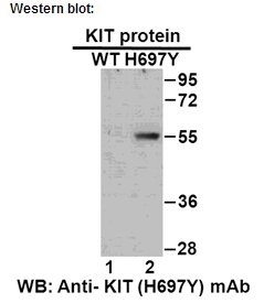  Anti-KIT (H697Y) Mouse Monoclonal Antibody点突变抗体