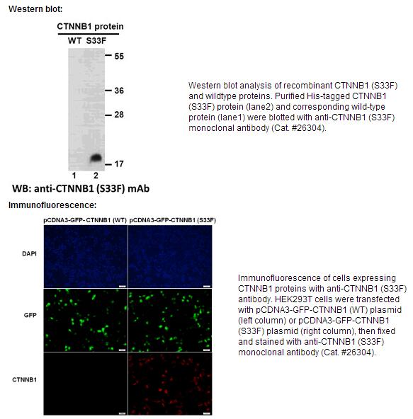 Anti-CTNNB1(S33F) Mouse Monoclonal Antibody点突变抗体