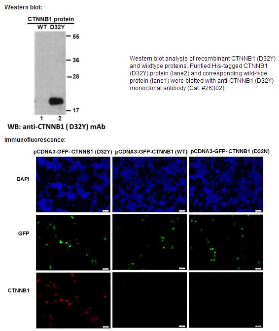 Anti-CTNNB1(D32Y) Mouse Monoclonal Antibody点突变抗体