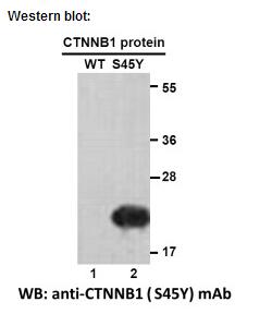 Anti-CTNNB1(S45Y) Mouse Monoclonal Antibody点突变抗体