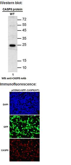  Anti-CASP8 Mouse Monoclonal Antibody点突变抗体