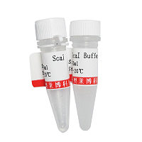 即用型DAPI染色液怎么卖