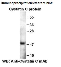  Anti-Cystatin C Mouse Monoclonal Antibody