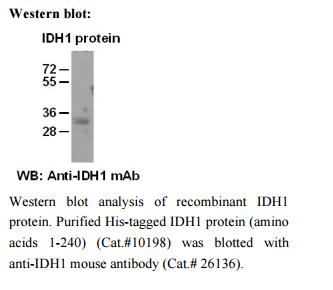 Anti-IDH1 Mouse Monoclonal Antibody