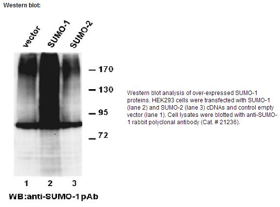 Anti-SUMO-1 Rabbit polyclonal Antibody