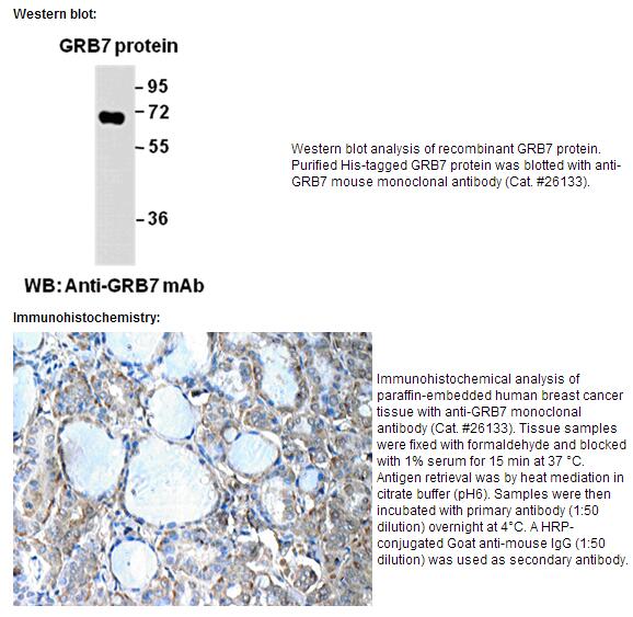  anti-GRB7 Mouse Monoclonal Antibody