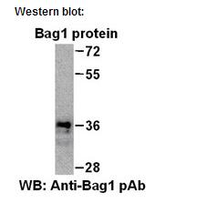  Anti Bag1 Rabbit Polyclonal Antibody