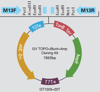 7折热卖  GV TOPO-Blunt-Amp Cloning Kit 适用于平末端的克隆，含多克隆酶切位点