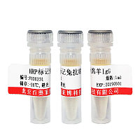 Alexa Fluor 555标记驴抗小鼠IgG(H+L) 二抗