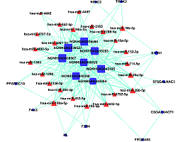 ceRNA Network