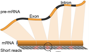 真核转录组测序
