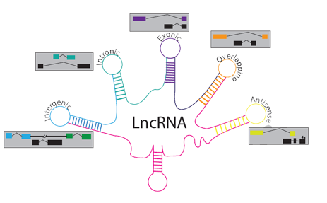 lncRNA测序