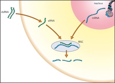 small RNA测序