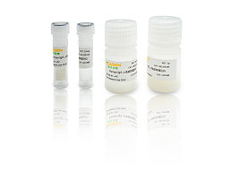 Human IgG 人免疫球蛋白G