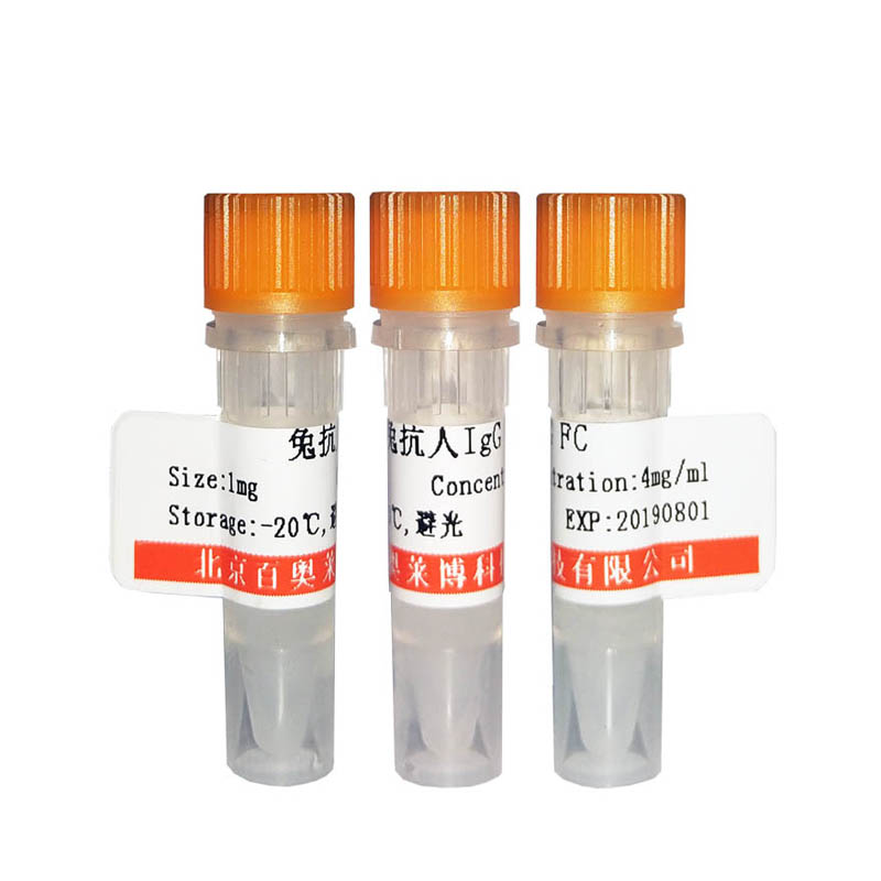 北京现货同源盒蛋白C4抗体哪里买