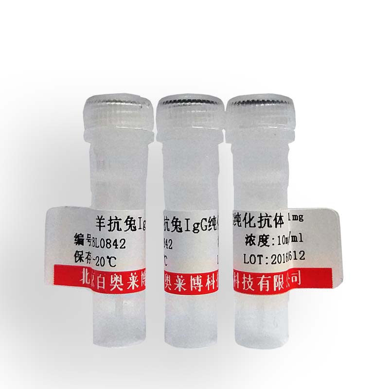 北京K11904型钙结合蛋白D28K抗体现货供应