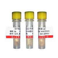 黑素皮质素受体5抗体优惠