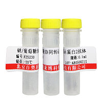 白介素17受体C抗体 一抗