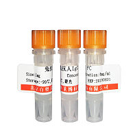 EFHA2蛋白抗体 一抗