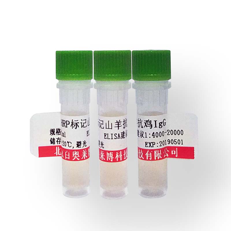 北京现货K14449型细胞间粘附分子非整合素蛋白3抗体库存