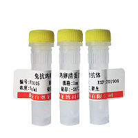 北京防御素β-110/β-defensin 110抗体优惠促销