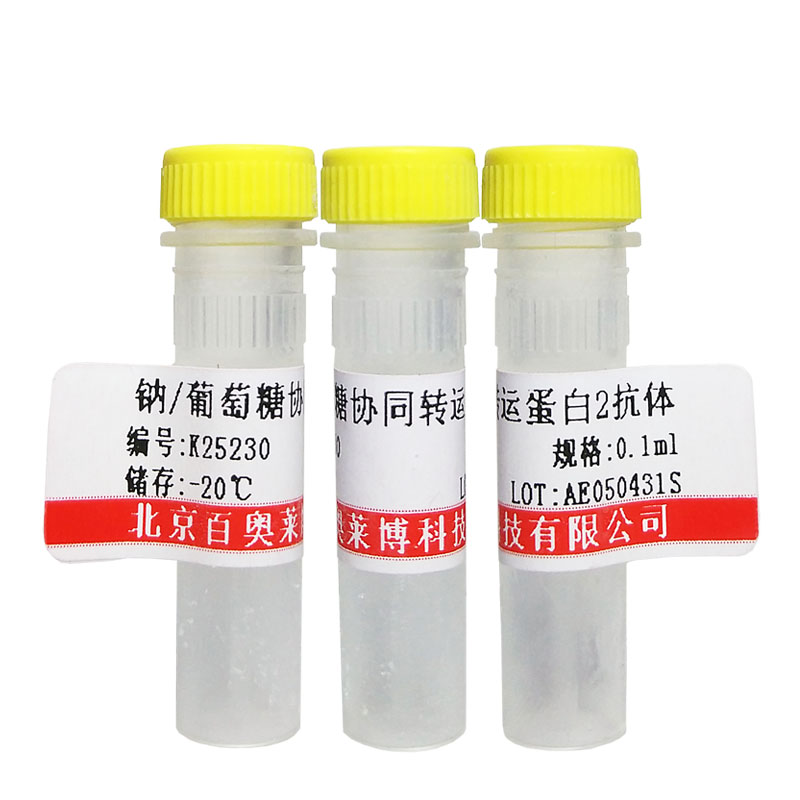 北京现货K26186型微管蛋白4α抗体品牌