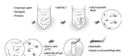一站式磁珠法动物mRNAOUT