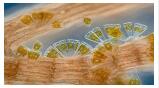 柱式DNA清除剂