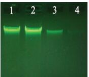 大提柱式动物DNAOUT
