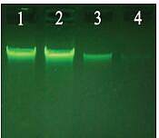 大提柱式动物DNAOUT