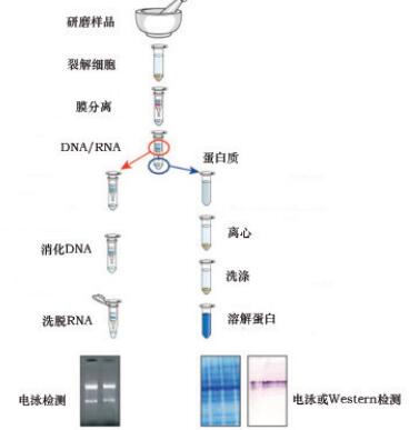 天净沙细胞蛋白质-RNA双提取试剂盒