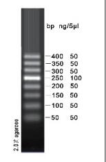 DNA电泳分子量标准（2）