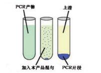 海量PCR片段纯化试剂盒