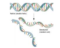 DNA探针变性液